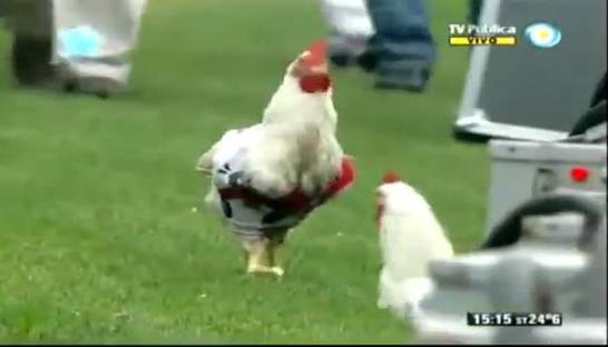 Куры остановили футбольный матч в Аргентине