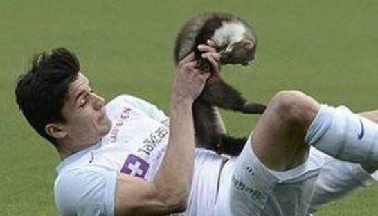 Зубастая куница и лужа в воротах. Самые смешные курьезы недели