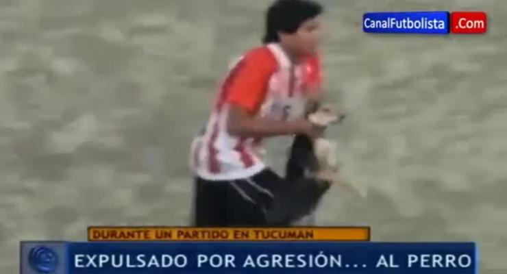 В Аргентине футболист-изверг швырнул собаку об забор во время матча