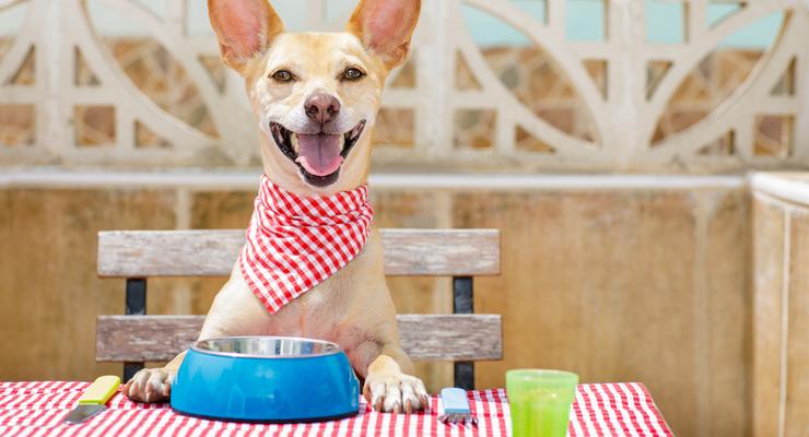 5 міфів про харчування собак: викриття та рекомендації